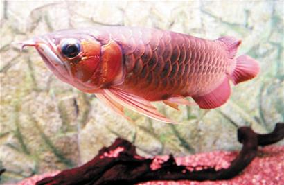 青島龍魚身價(jià)跳龍門6萬1條 通體泛紅龍年討口彩
