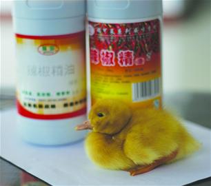  青島平度變質豬肉添加辣椒精 青島平度變質豬肉添加辣椒精 