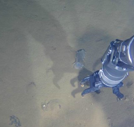 蛟龍號潛海獲生物樣品 發現暫時難解釋現象