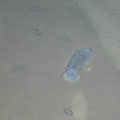 蛟龍號潛海獲生物樣品 發現暫時難解釋現象