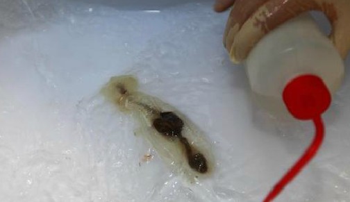蛟龍號潛海獲生物樣品 發現暫時難解釋現象