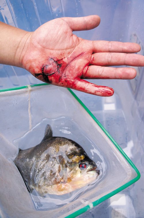 　食人魚將張先生的手咬傷。本報記者 卿要林攝
