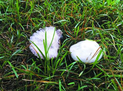 青島雨后草地冒出蘑菇市民燉湯喝 多數無毒但不宜吃