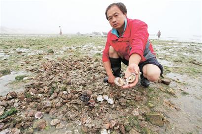 青島300萬斤扇貝或全熱死海里 養殖戶2元/斤就肯賣