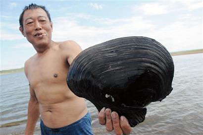 青島驚現臉盆大小河蚌王 10斤重