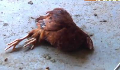 黃島驚現疑似狼 一夜咬斷鵝群脖子淡定與人對視