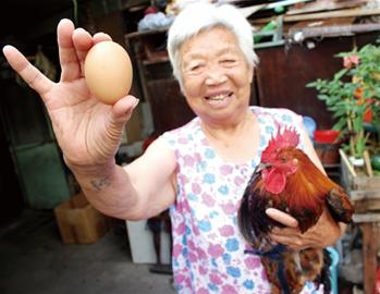 青島驚現變性雞 打鳴公雞下蛋變公雞中的戰斗機