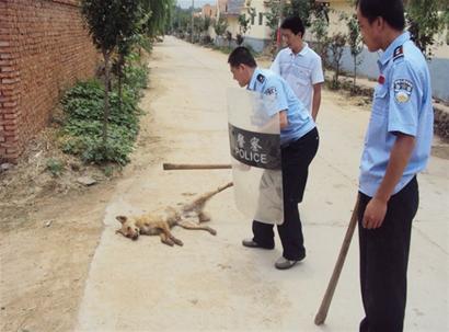 青島15歲男孩被自家寵物狗咬傷 1年后狂犬病發身亡