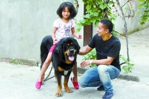 李先生（右）的女兒經常騎在藏獒的背上玩耍 記者 胡杰 攝