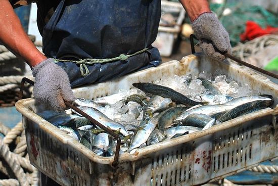 本網直擊開海首日大豐收