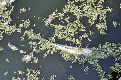 青島護(hù)城河里漂著大量死魚 疑生活污水所致