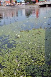 護城河面驚現成片死魚 護城河面驚現成片死魚