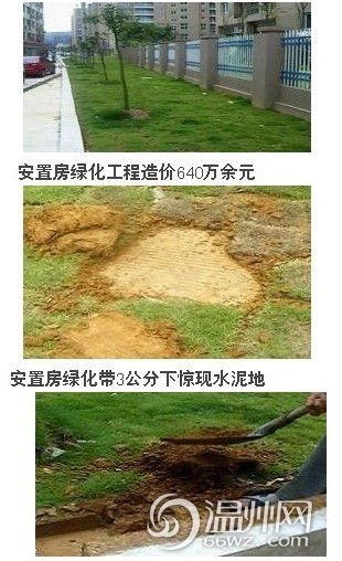 溫州安置房工程水泥地上種樹 網友稱神一般工程