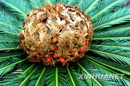 青島一鐵樹開花結滿果實