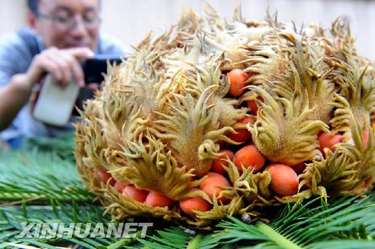 青島一鐵樹(shù)開(kāi)花結(jié)滿果實(shí)