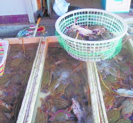 雙節將至青島梭子蟹1天漲10元