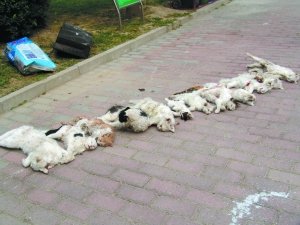 虐貓現場