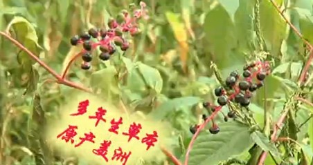 美洲商陸入侵浮山泛濫成災 果實紫紅誘人請勿食