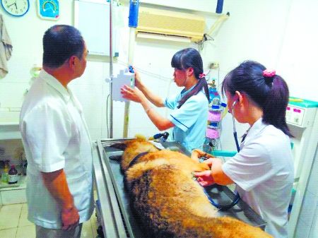 8月11日，搶救中的警犬“雷鳴”