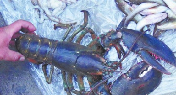 青島驚現2.7斤巨型龍蝦 身長35厘米有成人胳膊粗