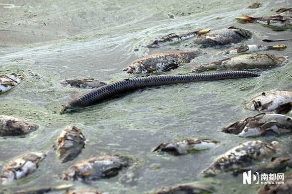 村莊魚塘被投毒死魚3萬(wàn)斤 水面遍布死魚