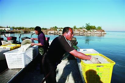 萊西湖銀魚開捕大量上市 一網捕獲千斤