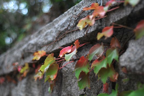 八大關葉色醉人:數樹深紅出淺黃
