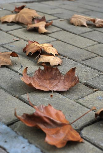 八大關葉色醉人:數樹深紅出淺黃