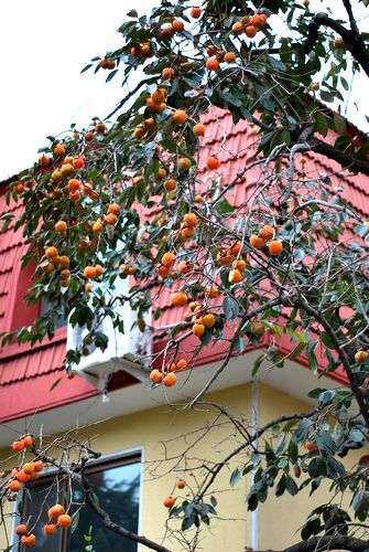 八大關葉色醉人:數樹深紅出淺黃