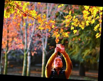 青島正是賞秋好時節:山明水凈夜來霜 數樹深紅出淺黃