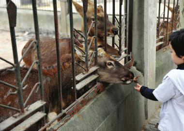  11月2日，成都市動(dòng)物園里，一名游客喂養(yǎng)鹿群。