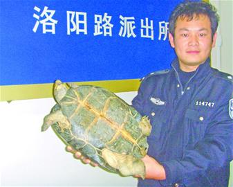 男子千里迢迢倒賣巨龜 堅稱自家養殖寵物