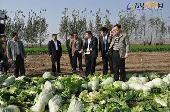 平度白菜豐收銷售遇冷:全民總動員拯救菜賤傷農