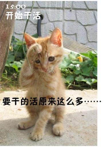 屌絲貓咪演繹上班一天