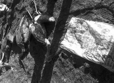 絕美東方白鸛慘死變盤(pán)中餐 職業(yè)殺手一路投毒