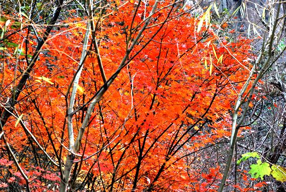 嶗山推史上最優惠登山卡 百元整冬無限次游山