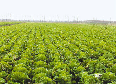 圖為青島超銀學校農場里種植的大白菜。 本報記者 宋學春攝 