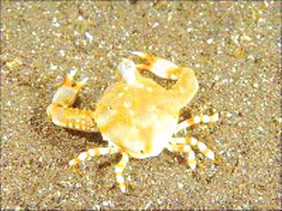 青島特色海產絕跡 紫彩血蛤馬蹄蟹不見蹤影