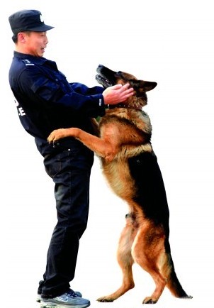 青島警犬訓練員:與犬感情像父子 要相伴十年
