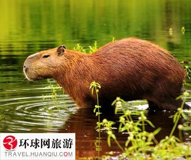 各國最奇怪食物TOP10 你敢不敢嘗一嘗