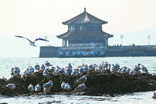  膠州灣浮冰成堆 似夢(mèng)回唐朝瀚海闌干百丈冰 膠州灣浮冰成堆 似夢(mèng)回唐朝瀚海闌干百丈冰 