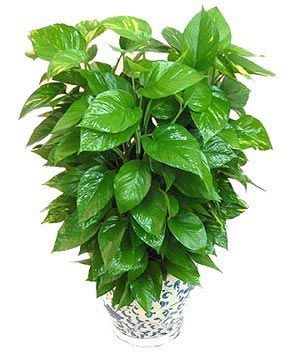 凈化空氣綠植盤點