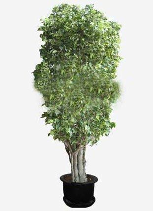 凈化空氣綠植盤點