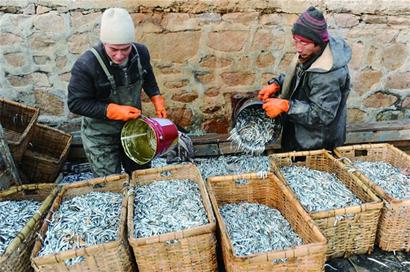 膠州灣重現面條魚汛 曾消失多年市民有口福