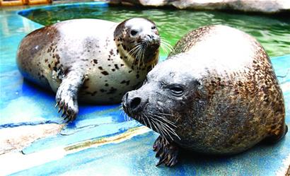 青島海豹明星全國征婚 吃營養魚丸補身體