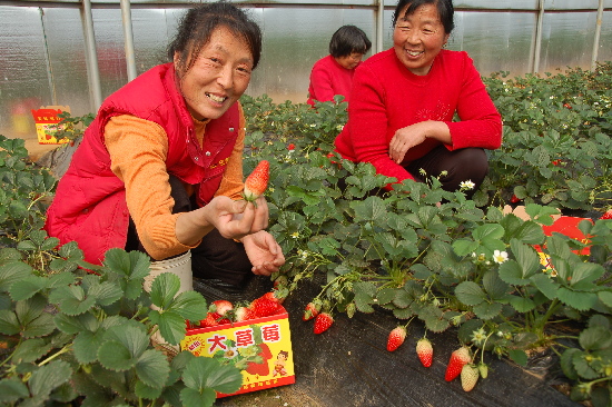 萊西農婦創辦家庭農場