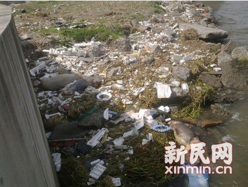 在橫潦涇河堤上，死豬橫七豎八躺著。新民網記者卜春艷 現場回傳