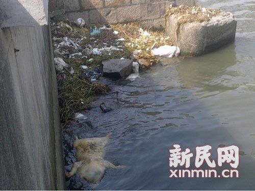 圖說：橫潦涇水域內也漂浮著死豬。新民網記者卜春艷 現場回傳