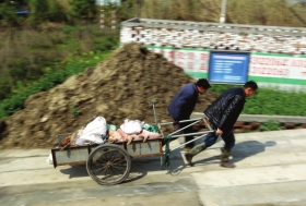 3月15日，新豐鎮(zhèn)竹林村，工作人員用推車將死豬運(yùn)往病死豬無害化處理池進(jìn)行處理。