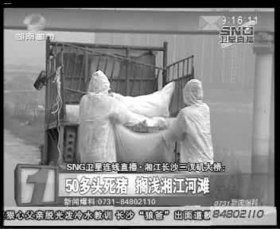 相關(guān)部門組織附近居民清理死豬。據(jù)現(xiàn)場工作人員稱，這樣的貨車清了好幾車。